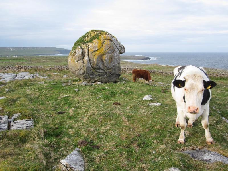Lanelodge Doolin Village Exteriör bild